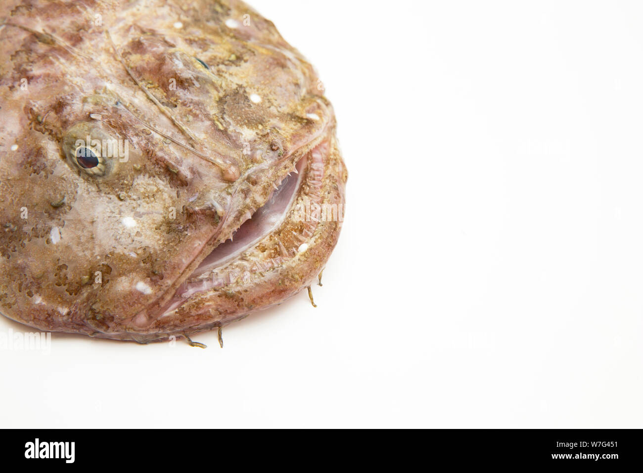 A monkfish or anglerfish, Lophius piscatorius, that was caught trawling in  the English Channel. Picture shows the detail of it head. There is some con  Stock Photo - Alamy