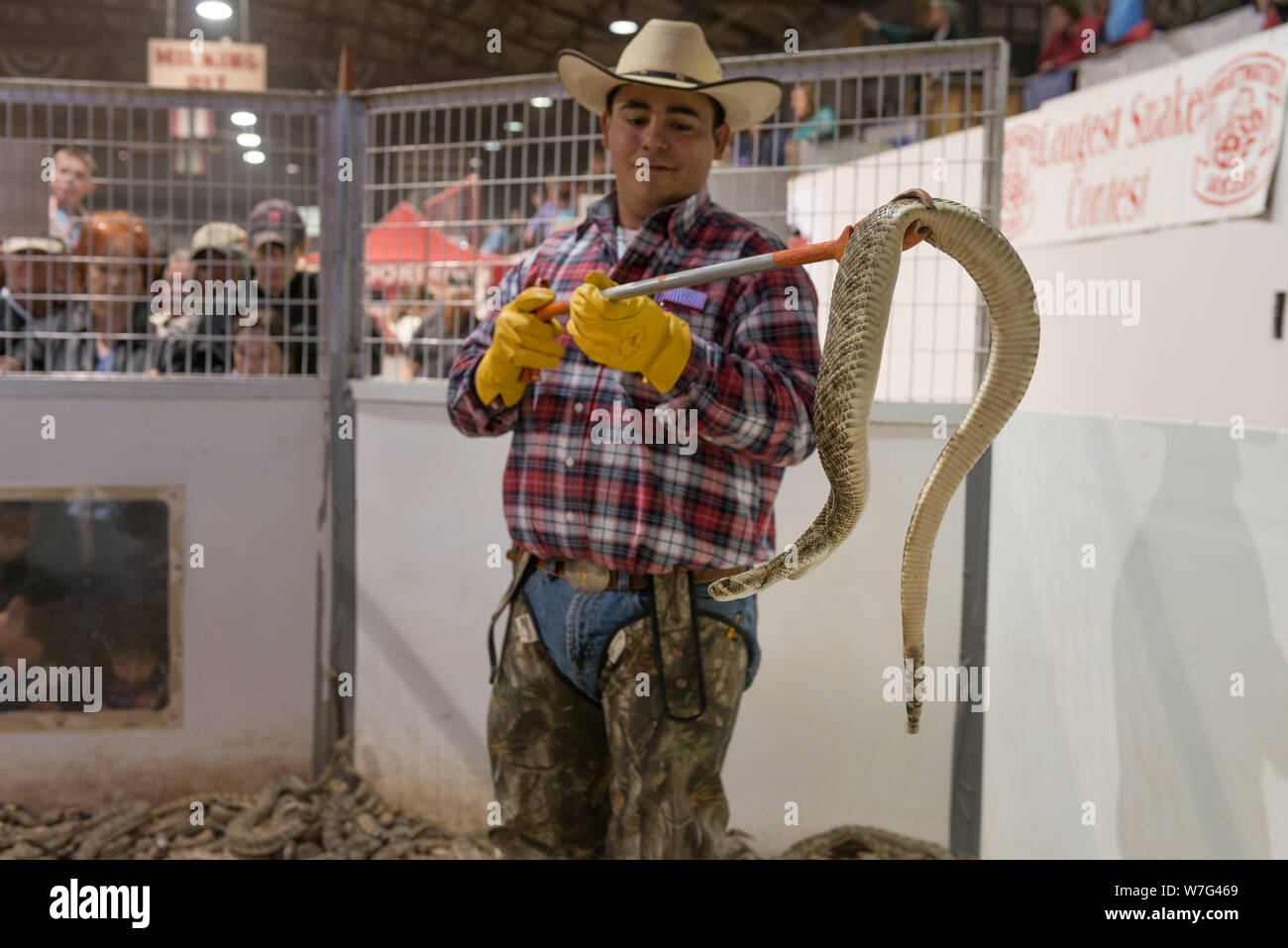 An expert cowboy snake-handler holds (at a distance) an unhappy, 20-pound specimen at the World's Largest Rattlesnake Roundup in Sweetwater, Texas Stock Photo