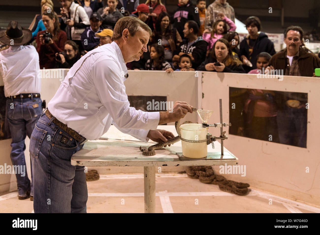 An expert snake-handler extracts venom from a snake in the milking pit at the World's Largest Rattlesnake Roundup in Sweetwater, Texas Stock Photo