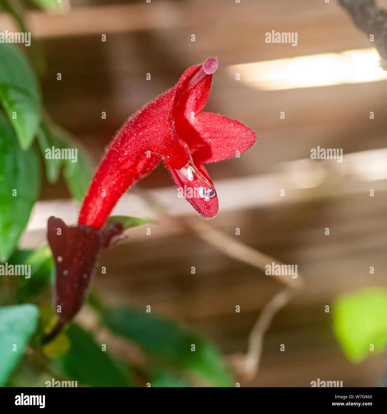 Close up of Red flower on a succulent plant Aeschynanthus (var Mona Lisa) Aeschynanthus is a genus of about 150 species of evergreen subtropical plant Stock Photo