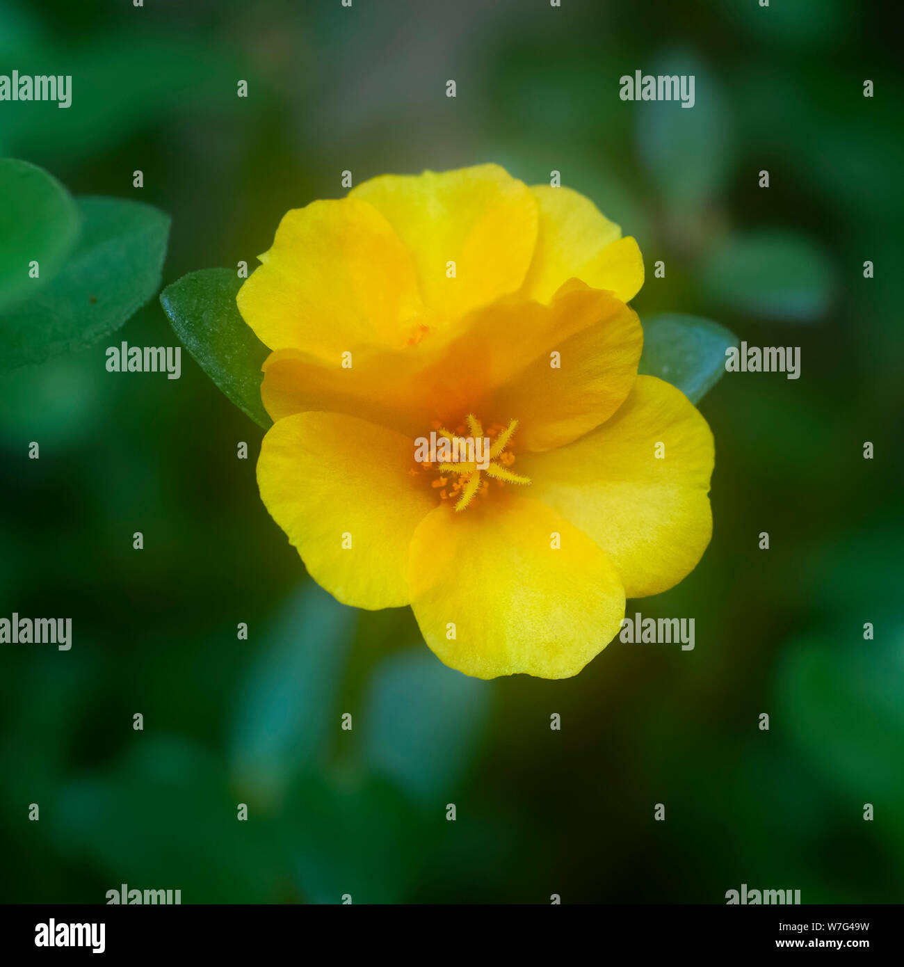 Close up of a Yellow Portulaca flower Stock Photo