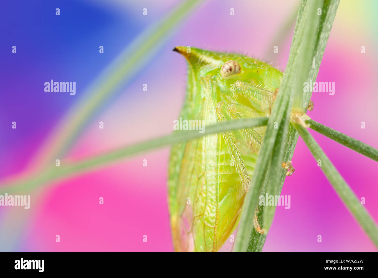 Horned treehopper hi-res stock photography and images - Alamy