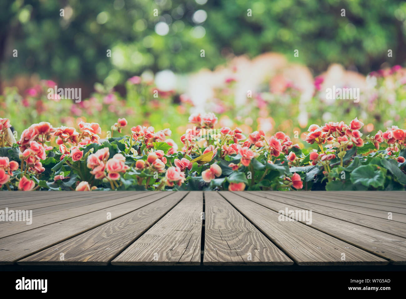 Mock up perspective empty top wooden board with Numerous bright flowers of tuberous begonias (Begonia tuberhybrida) in garden. Stock Photo