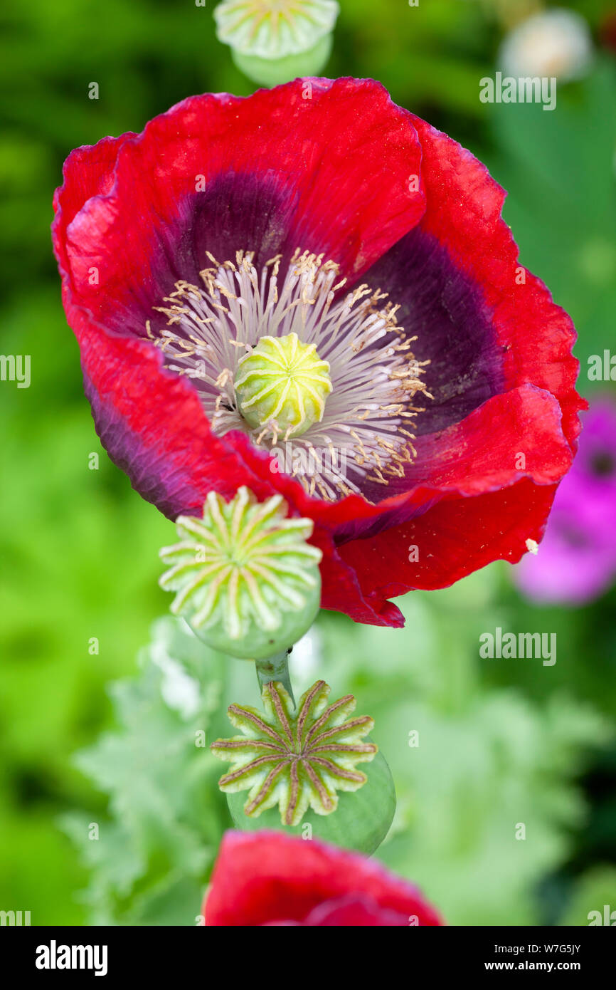 Poppy seed heads and red oriental poppy growing in garden, East Sussex, England, United Kingdom, Europe Stock Photo