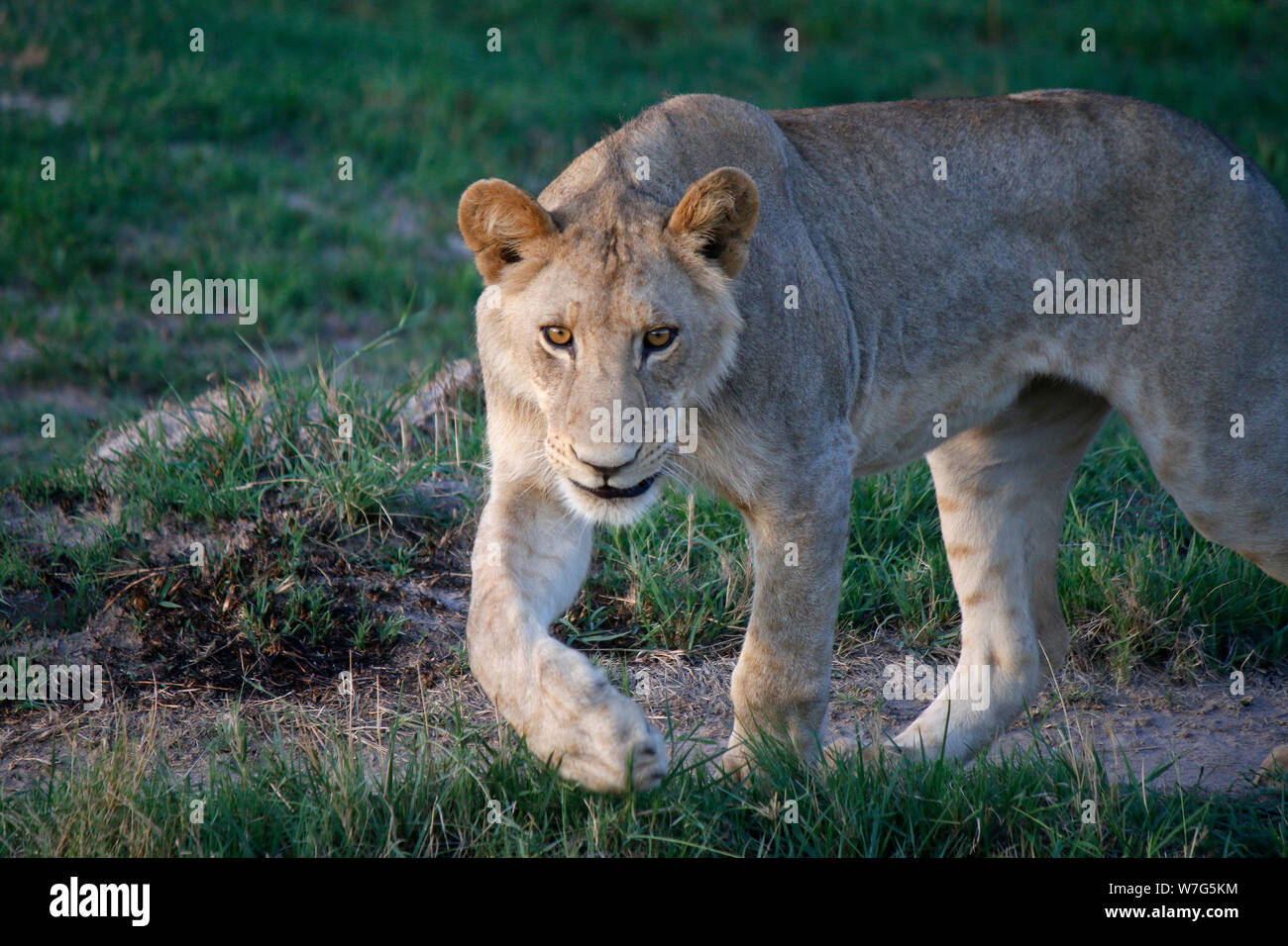 Loewe/ Loewen im Chobe Nationalpark, Botswana. Stock Photo