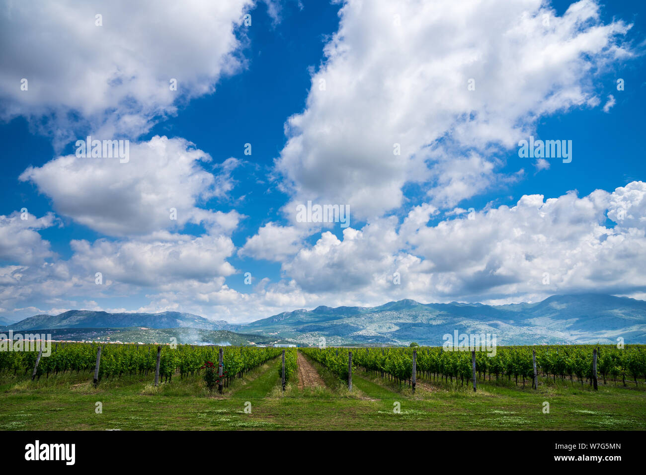 Montenegro, Endless fields of wine production growing first class vines