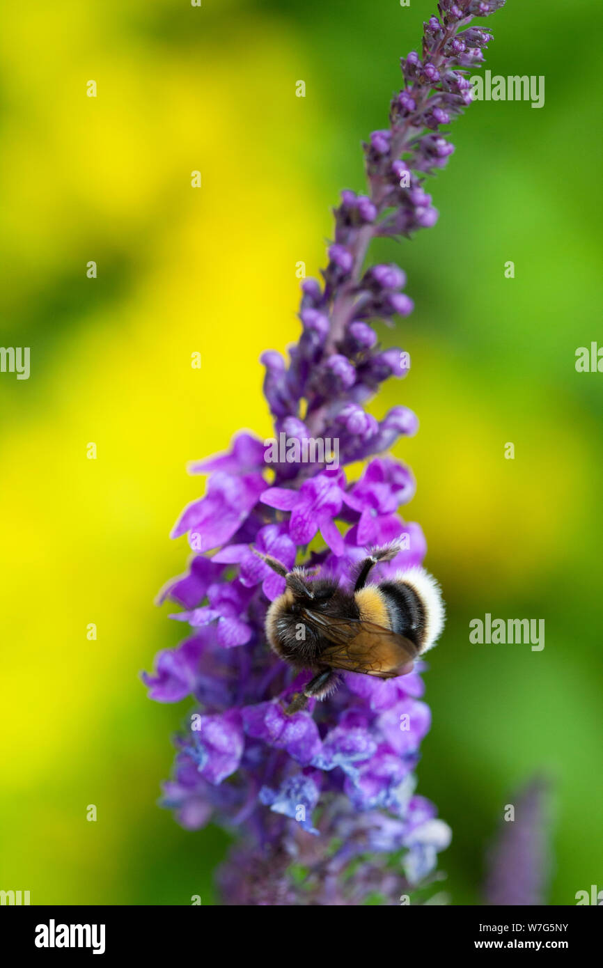 Bumblebee collecting nectar from a Purple Salvia Sylvestris Caradonna, East Sussex, England, United Kingdom, Europe Stock Photo