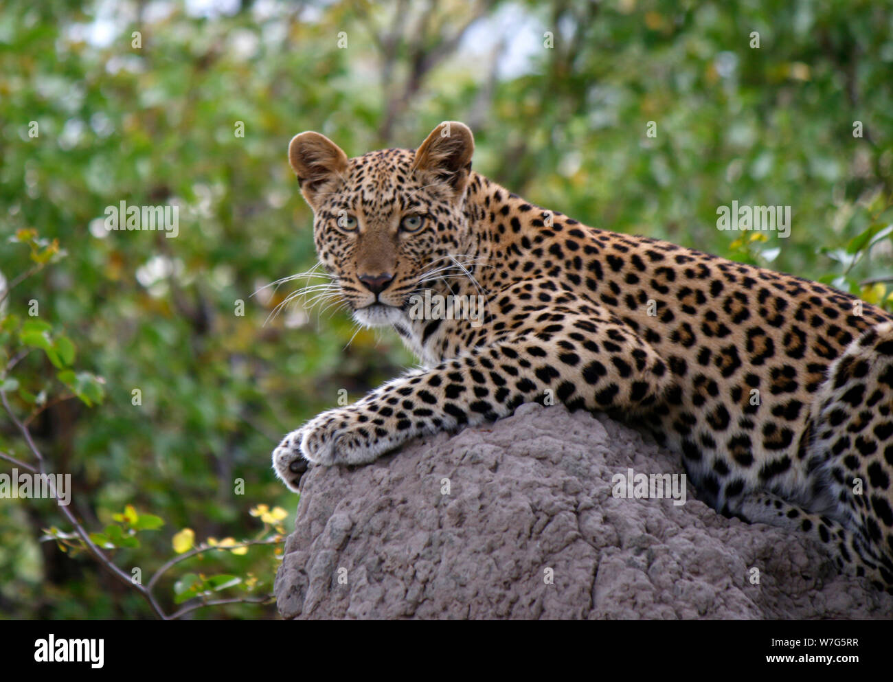 Leopard im Chobe Nationalpark, Botswana. Stock Photo