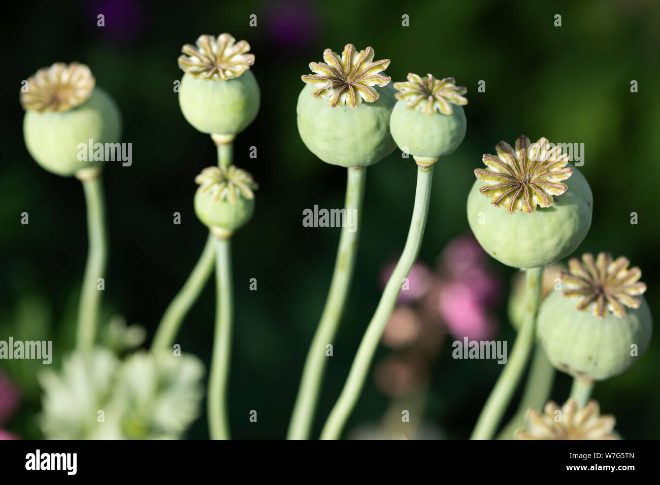 Summer Seed Pods High Resolution Stock Photography and Images - Alamy