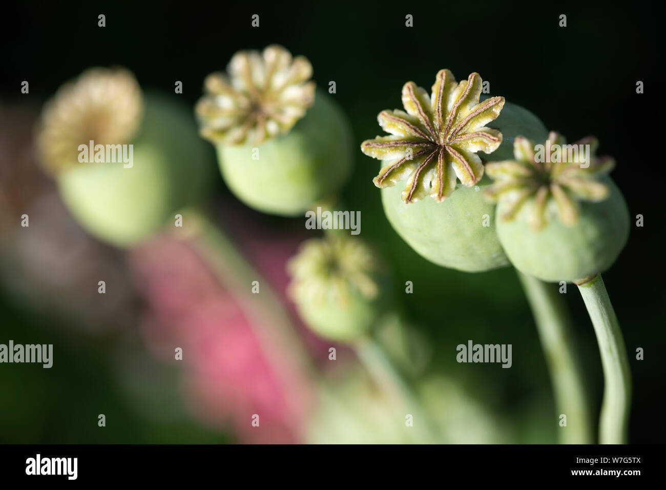 Poppy seed heads in garden, East Sussex, England, United Kingdom