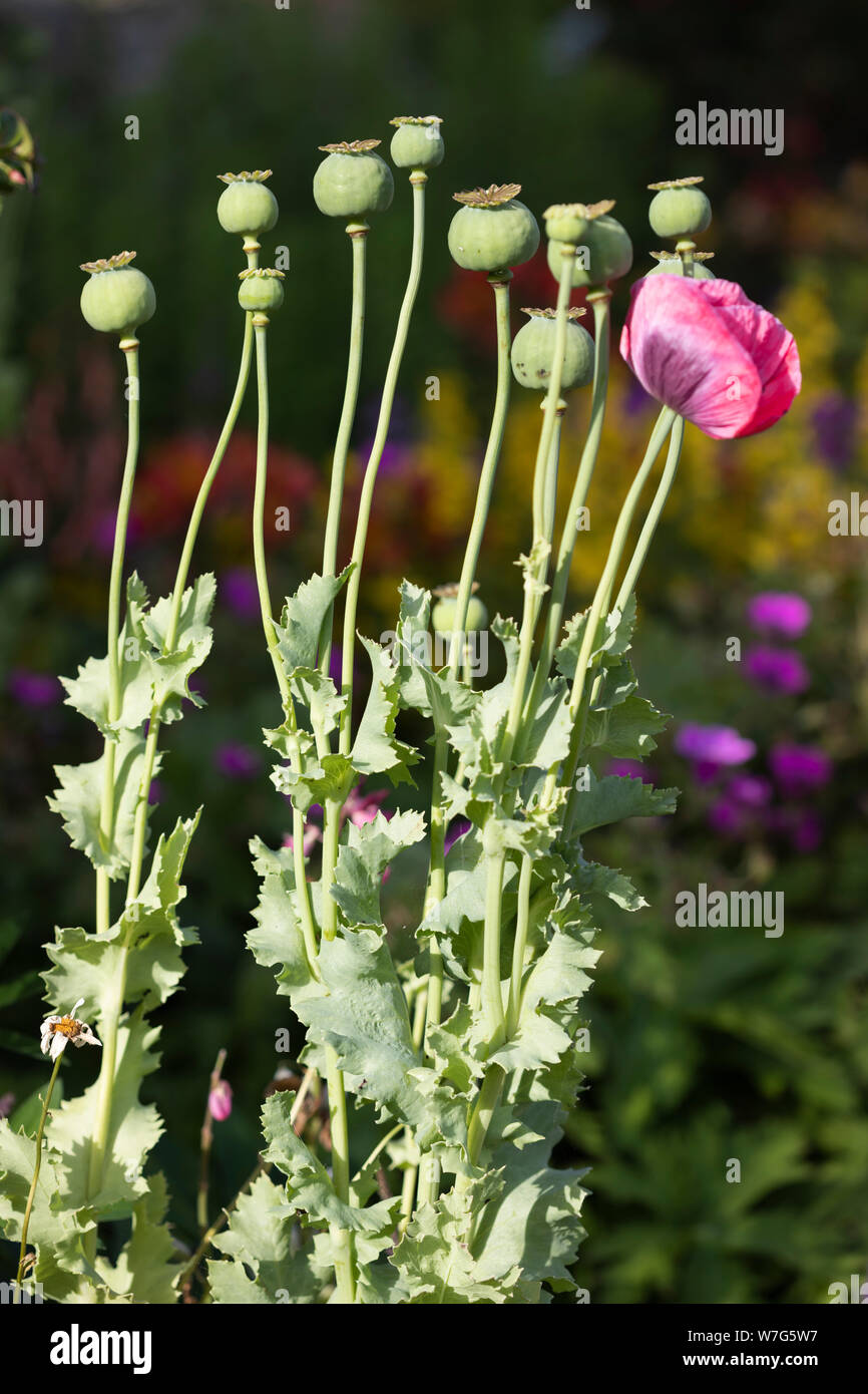 Poppy seed heads and red oriental poppy growing in garden, East Sussex, England, United Kingdom, Europe Stock Photo