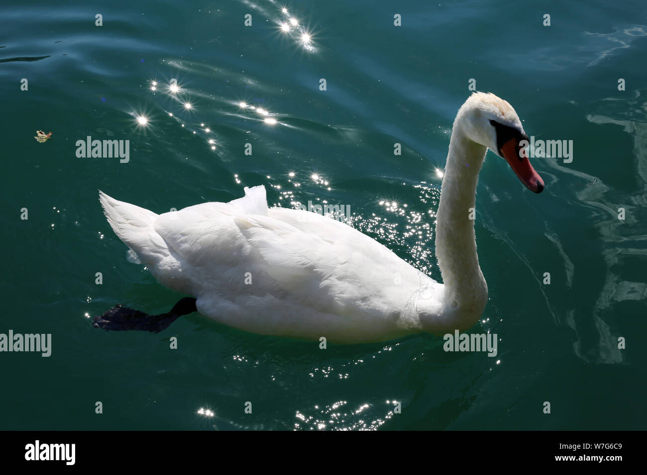 Beautiful white swan swimming in dark turquoise water. Photographed during a sunny summer day in Zürich, Switzerland. This photo is a color portrait. Stock Photo