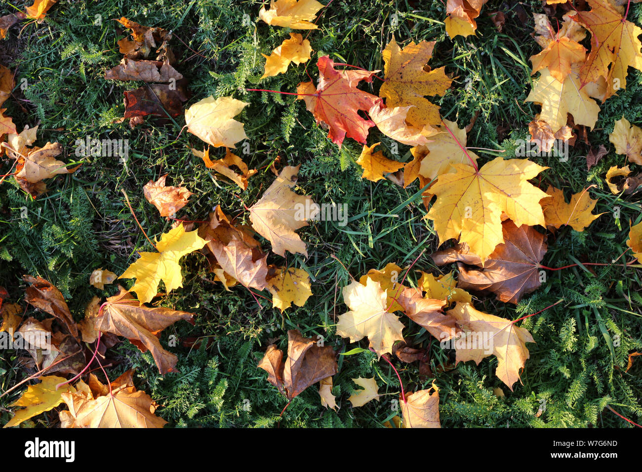 Plenty of yellow and orange fall leaves laying on the ground during a sunny afternoon in Finland. You can see a lot of maple leaves. Stock Photo