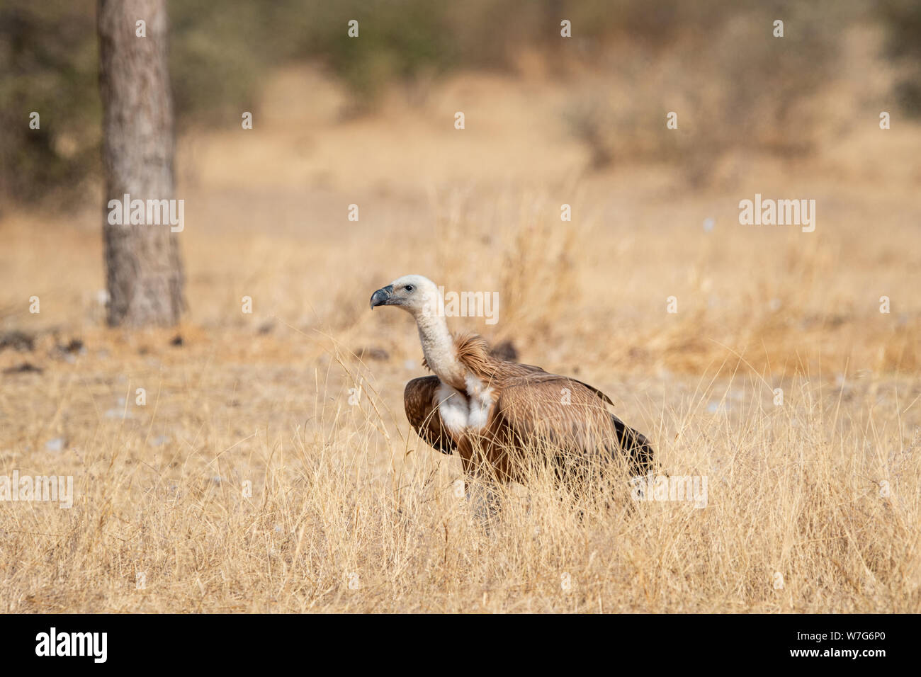 Eurasian Griffon vultures (Gyps fulvus) in an open grassland at thar desert national park, jaisalmer, Rajasthan, India Stock Photo