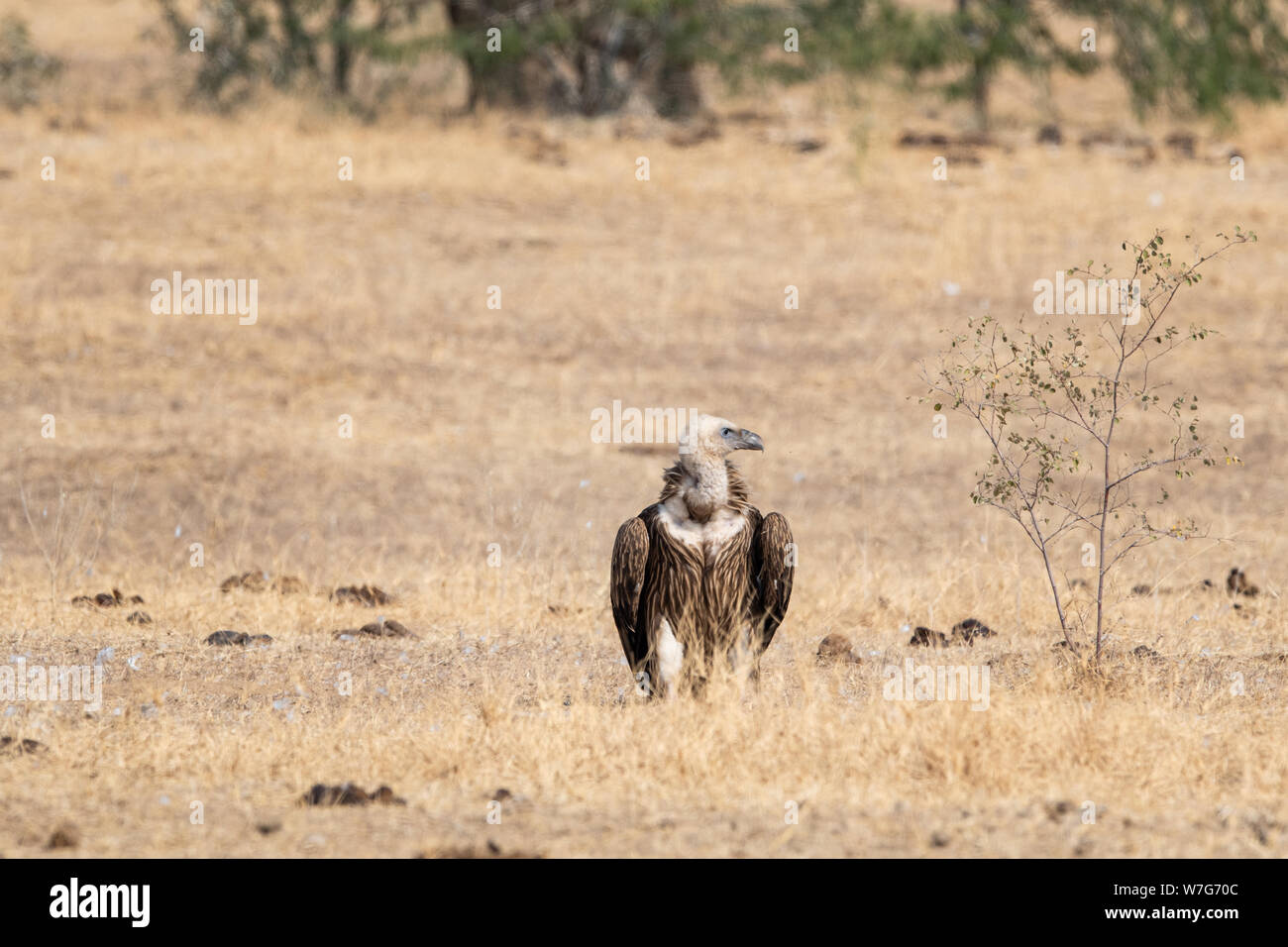 Eurasian Griffon vultures (Gyps fulvus) in an open grassland at thar desert national park, jaisalmer, Rajasthan, India Stock Photo
