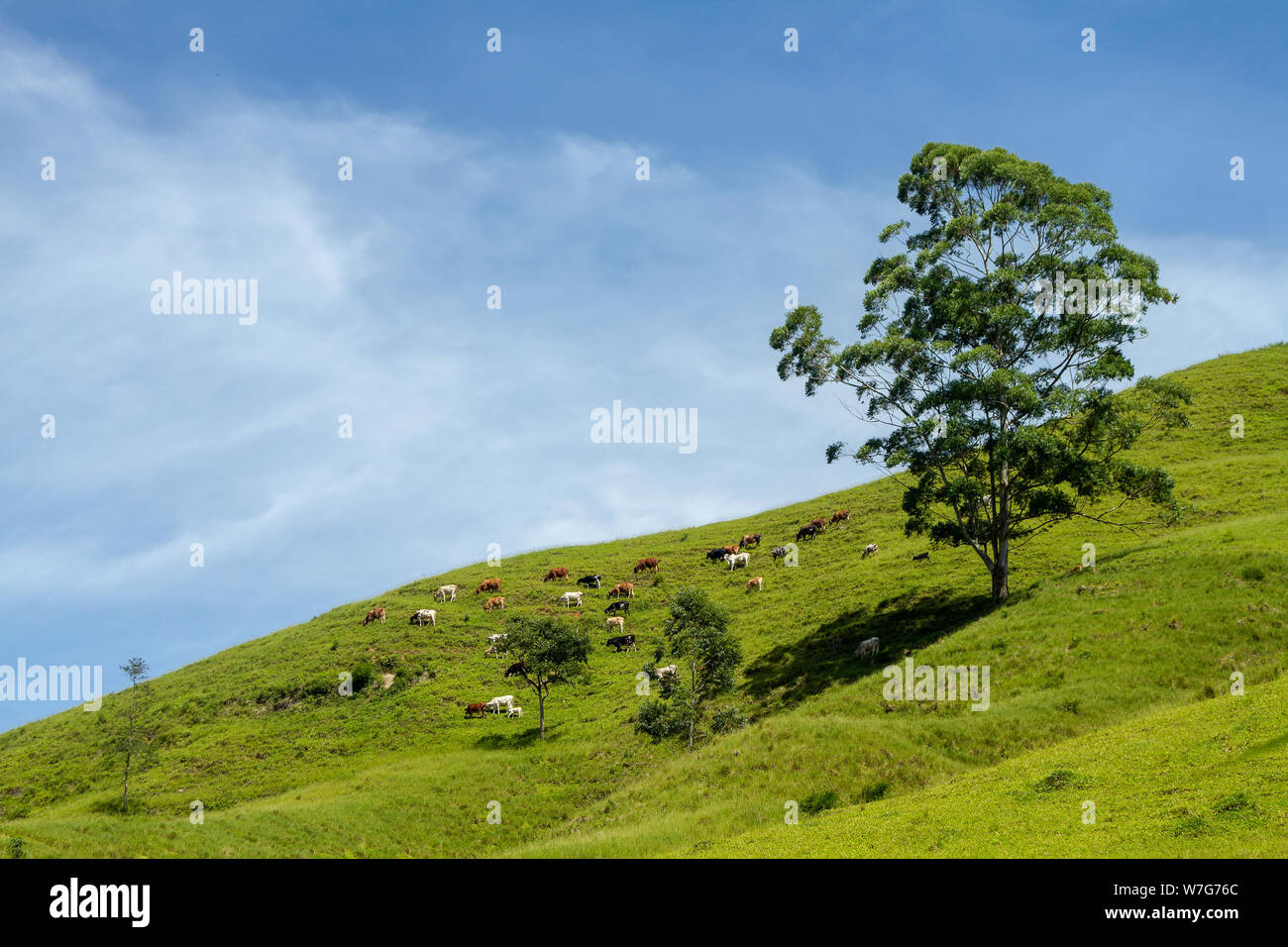 Vargem Alta Landscape - Cattle in the hill side Stock Photo