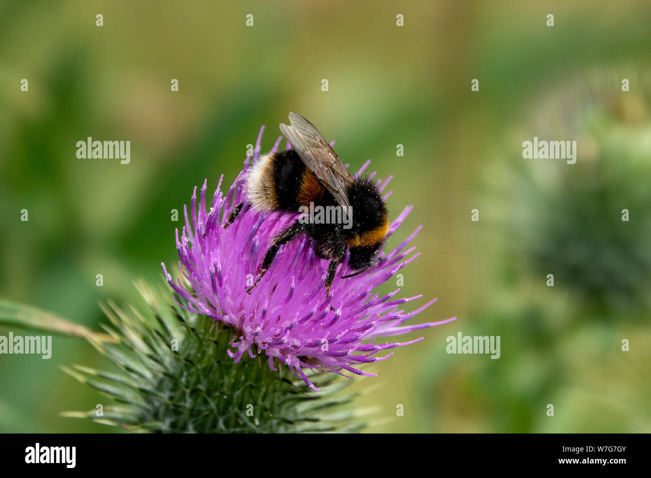 Close up of a bumblebee on a purple thistle bloom Stock Photo