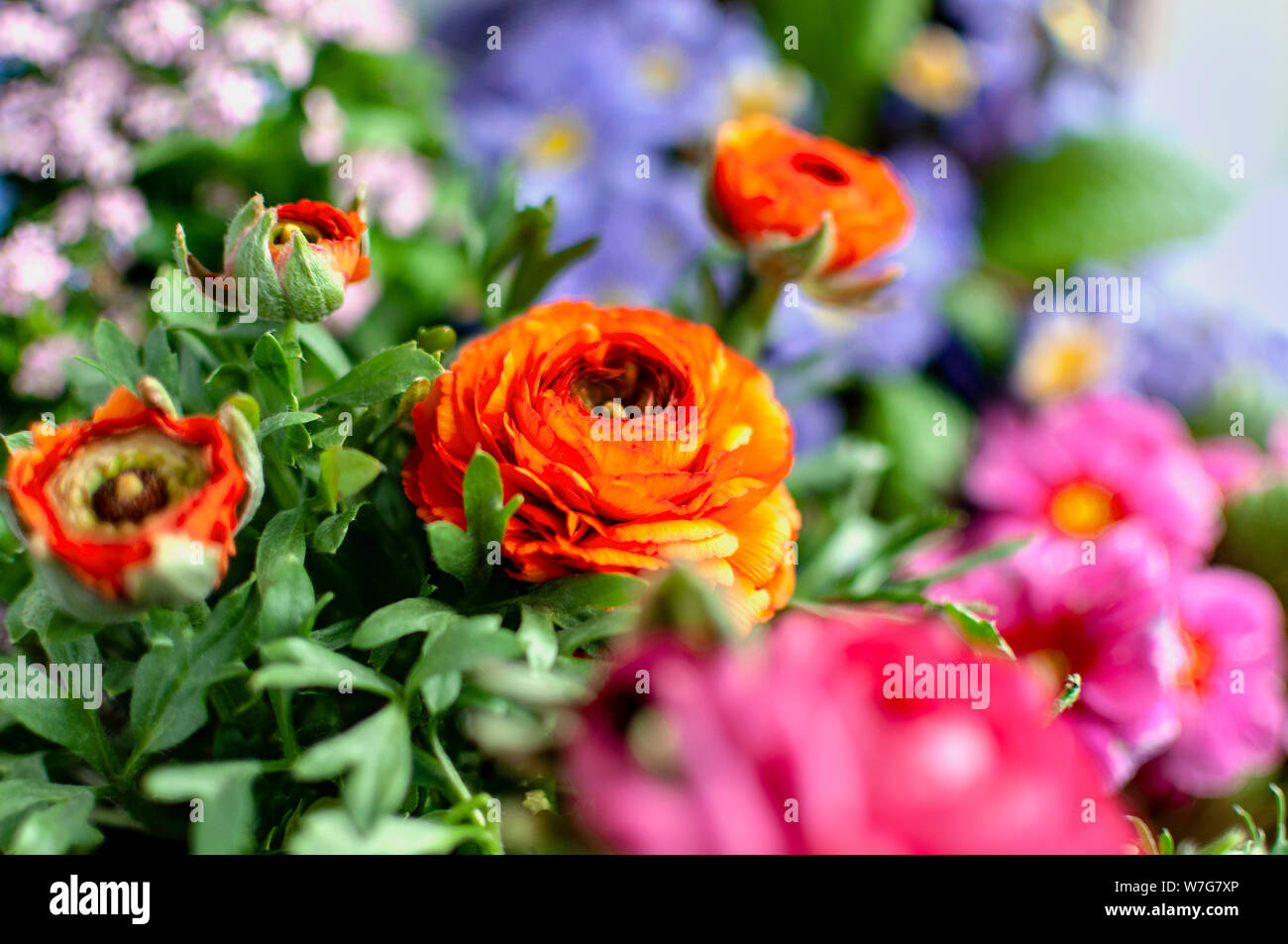 Bright flowers. Orange ranunculus close-up. Stock Photo