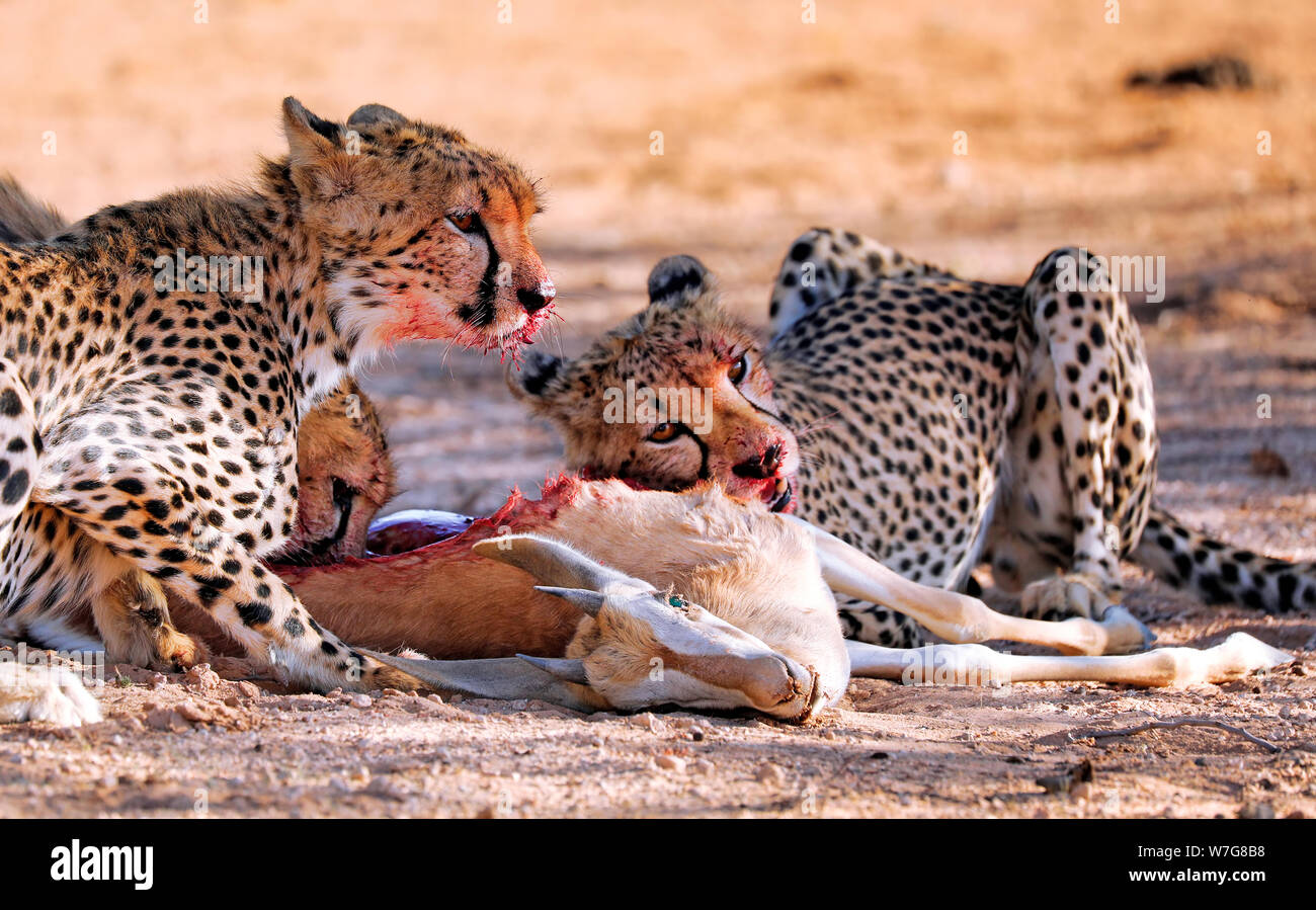 Cheetahs eating a springbok, Kgalagadi Transfrontier Stock Photo