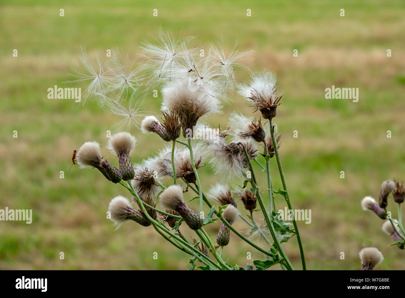 Thistle seed heads caught in the wind detaching from the plant with soft focus field in the background Stock Photo