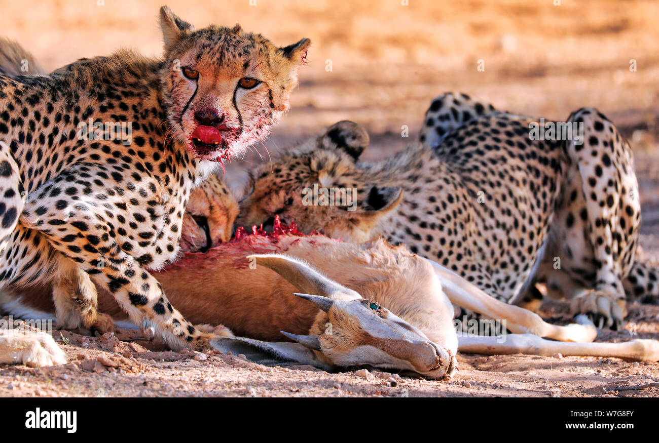 Cheetahs eating a springbok, Kgalagadi Transfrontier Stock Photo