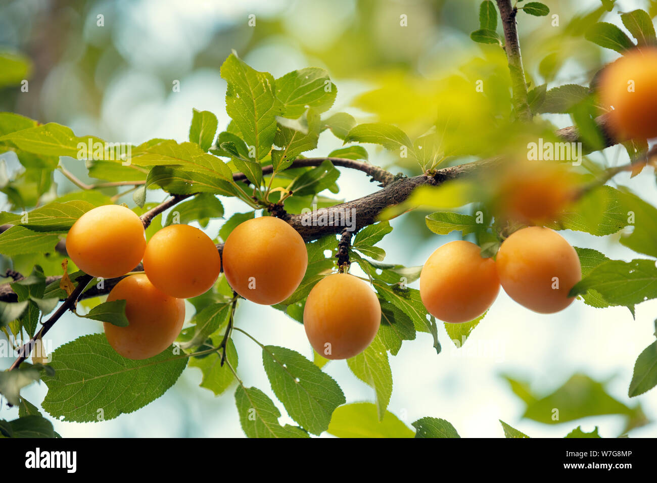 Branch of yellow plum in the orchard. Nature background. Plum orchard in summer Stock Photo