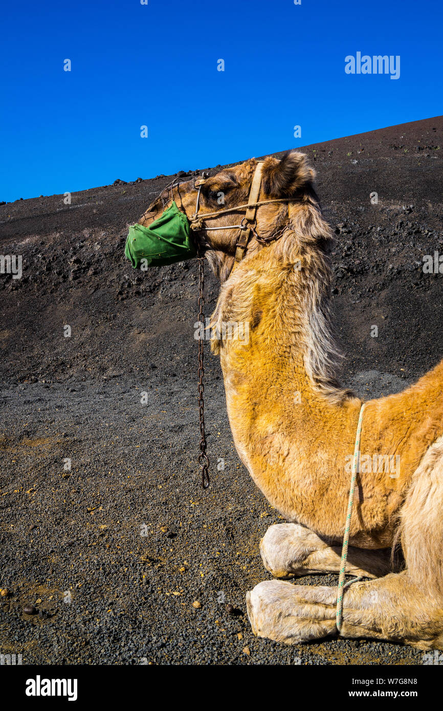 Spain, Lanzarote, Leader animal camel of caravan with orange fur and muzzle waiting on the ground Stock Photo