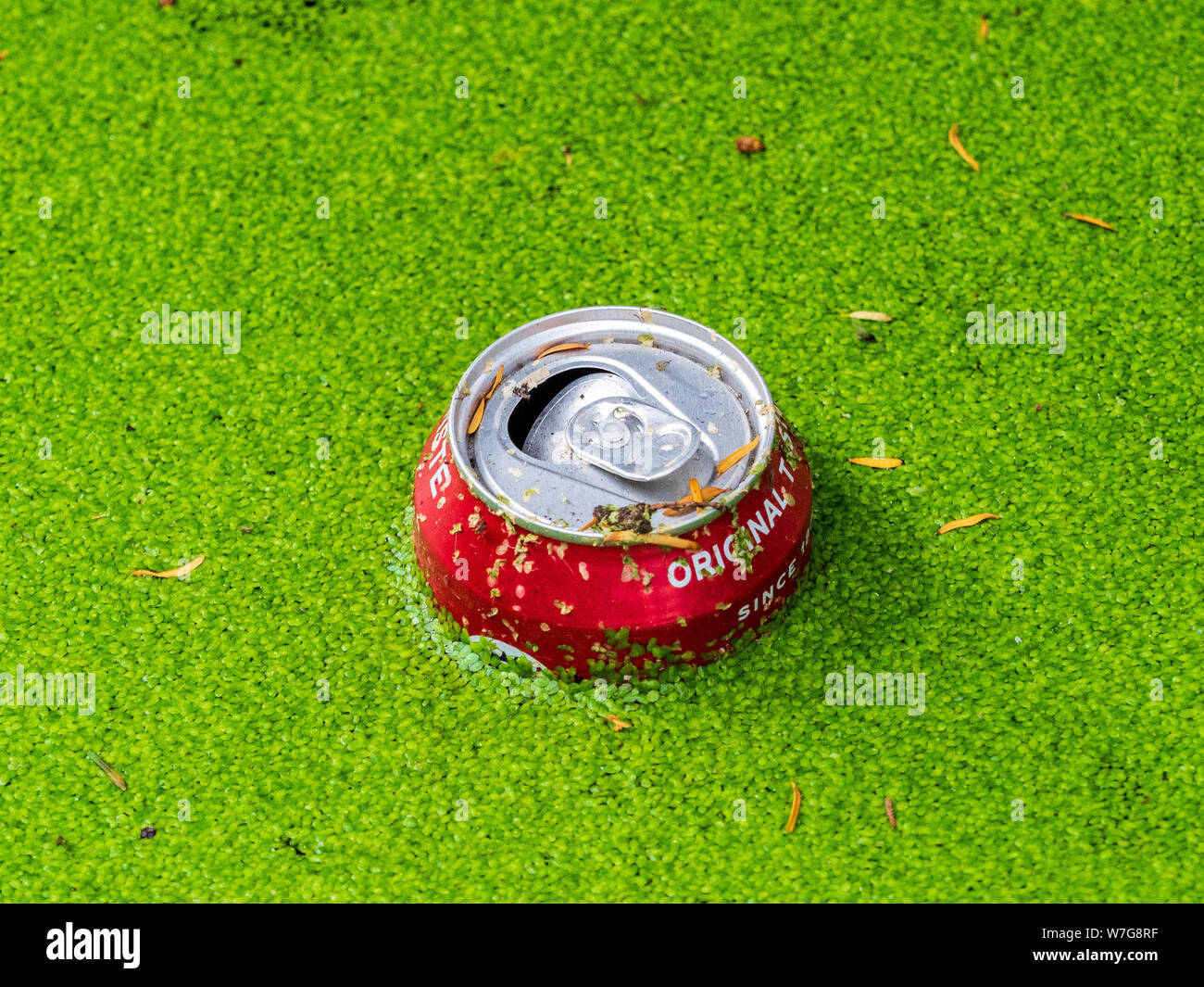 River Rubbish. Duckweed and discarded Coca Cola drinks in a river. Drinks can floating on a river covered in Duckweed Stock Photo