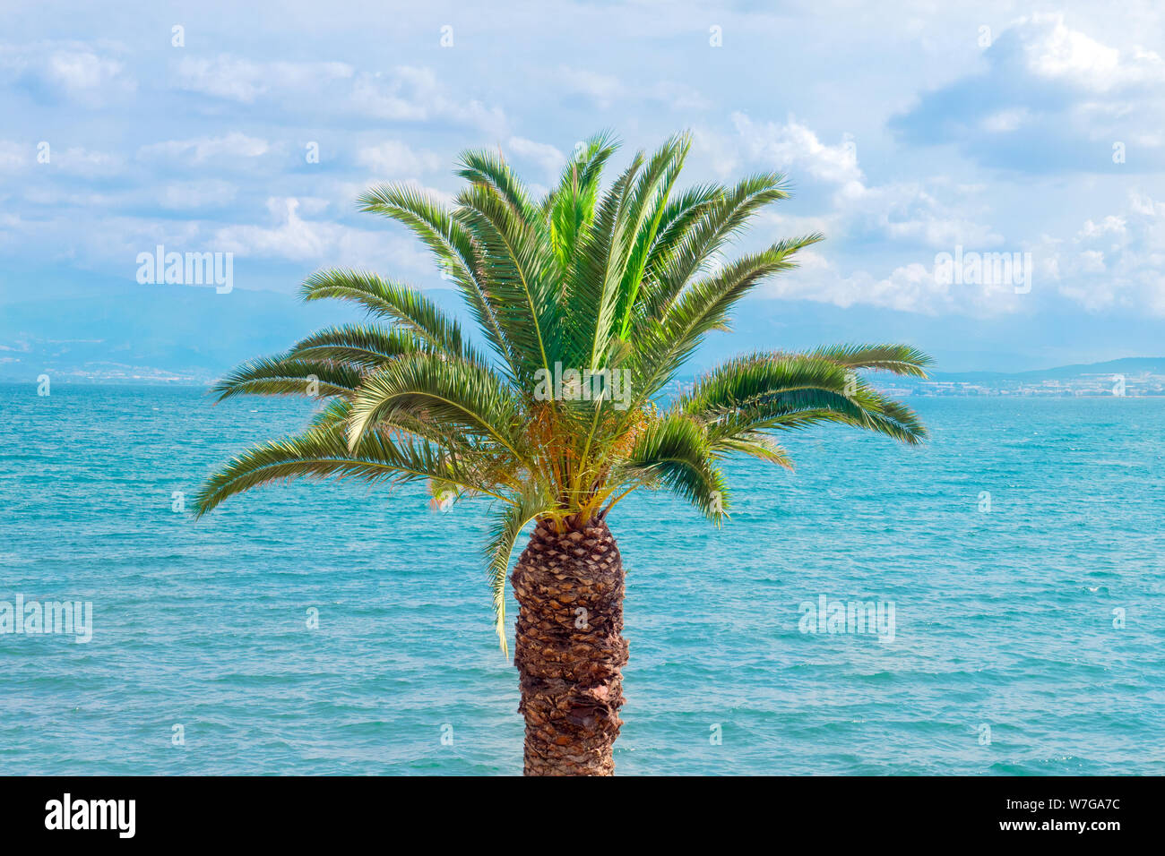 Palm tree blue sea hi-res stock photography and images - Alamy