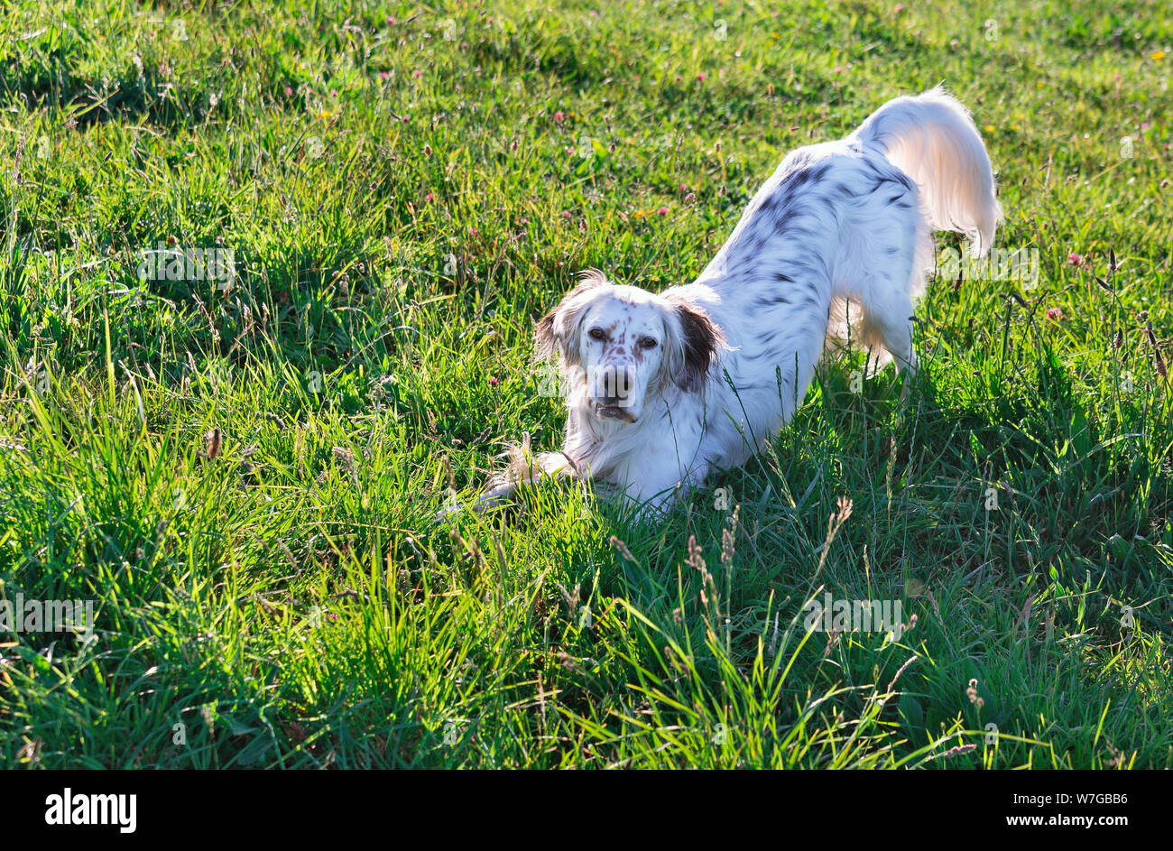 Page 2 English Setter Puppy High Resolution Stock Photography And Images Alamy