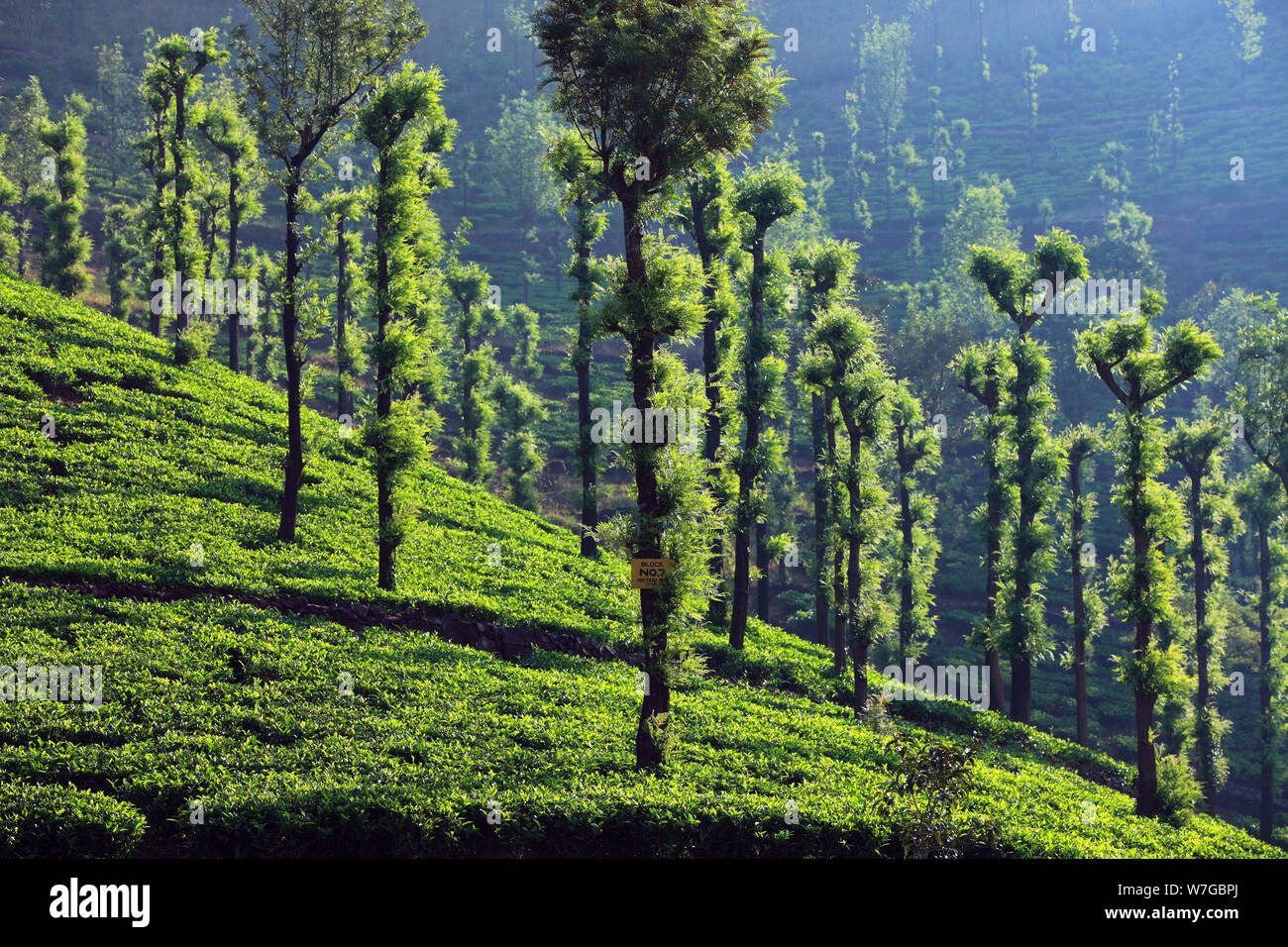 Tea garden in Wayanad, Kerala, India Stock Photo Alamy