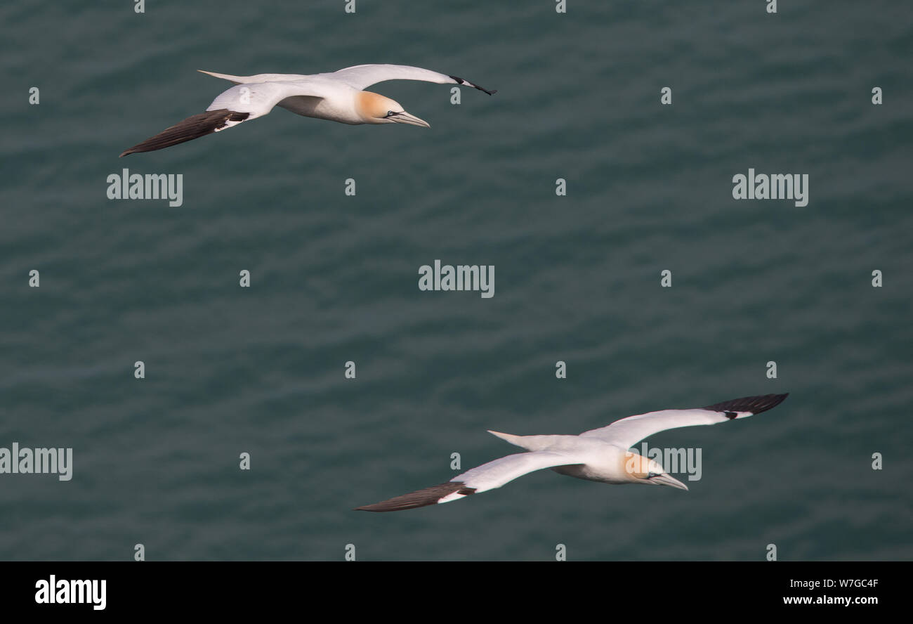 A pair of Gannets with wings outstretched flying in formation over the sea near Bempton Cliffs Yorkshire UK Stock Photo