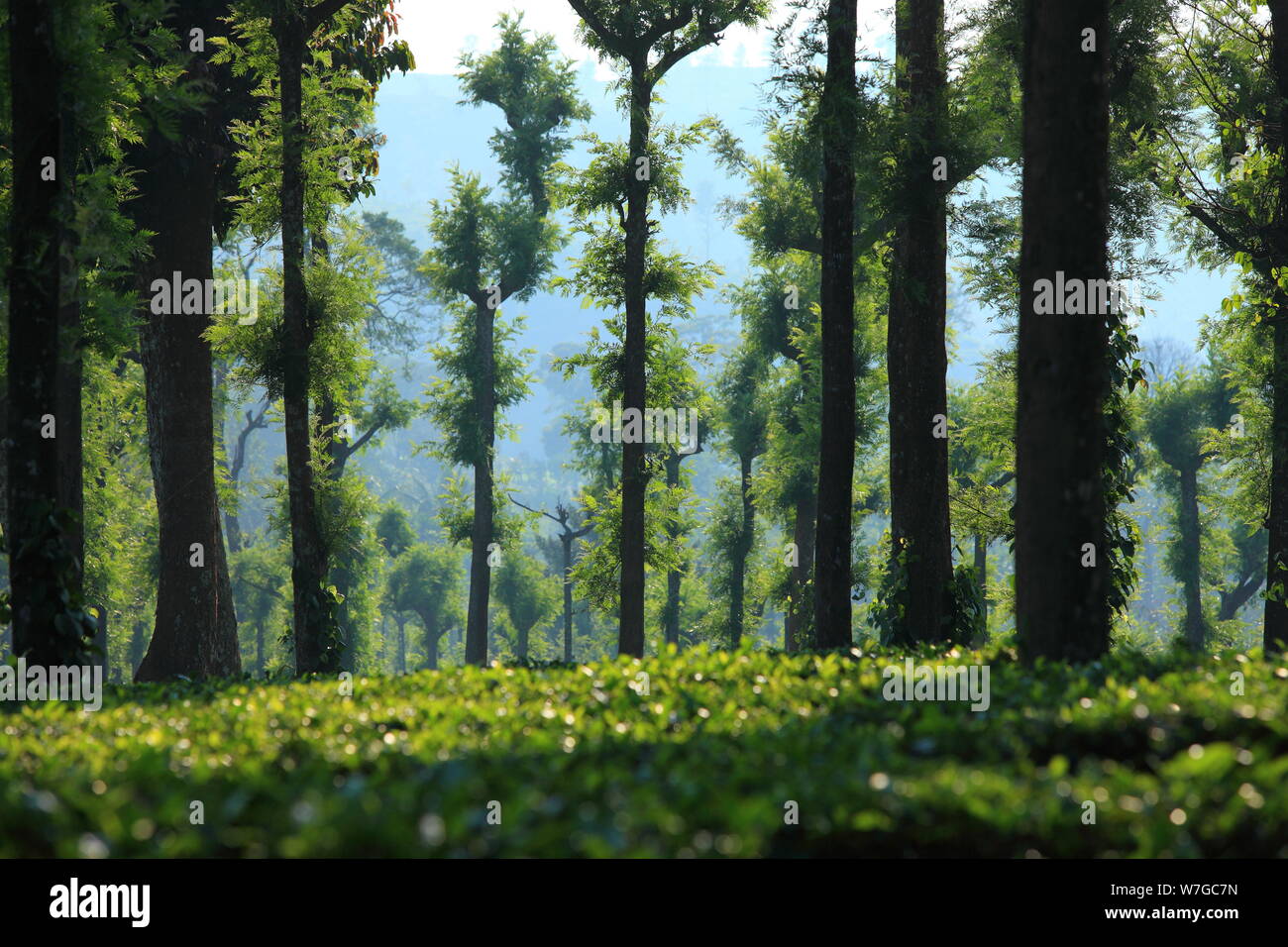 Tea garden in Wayanad, Kerala, India Stock Photo Alamy