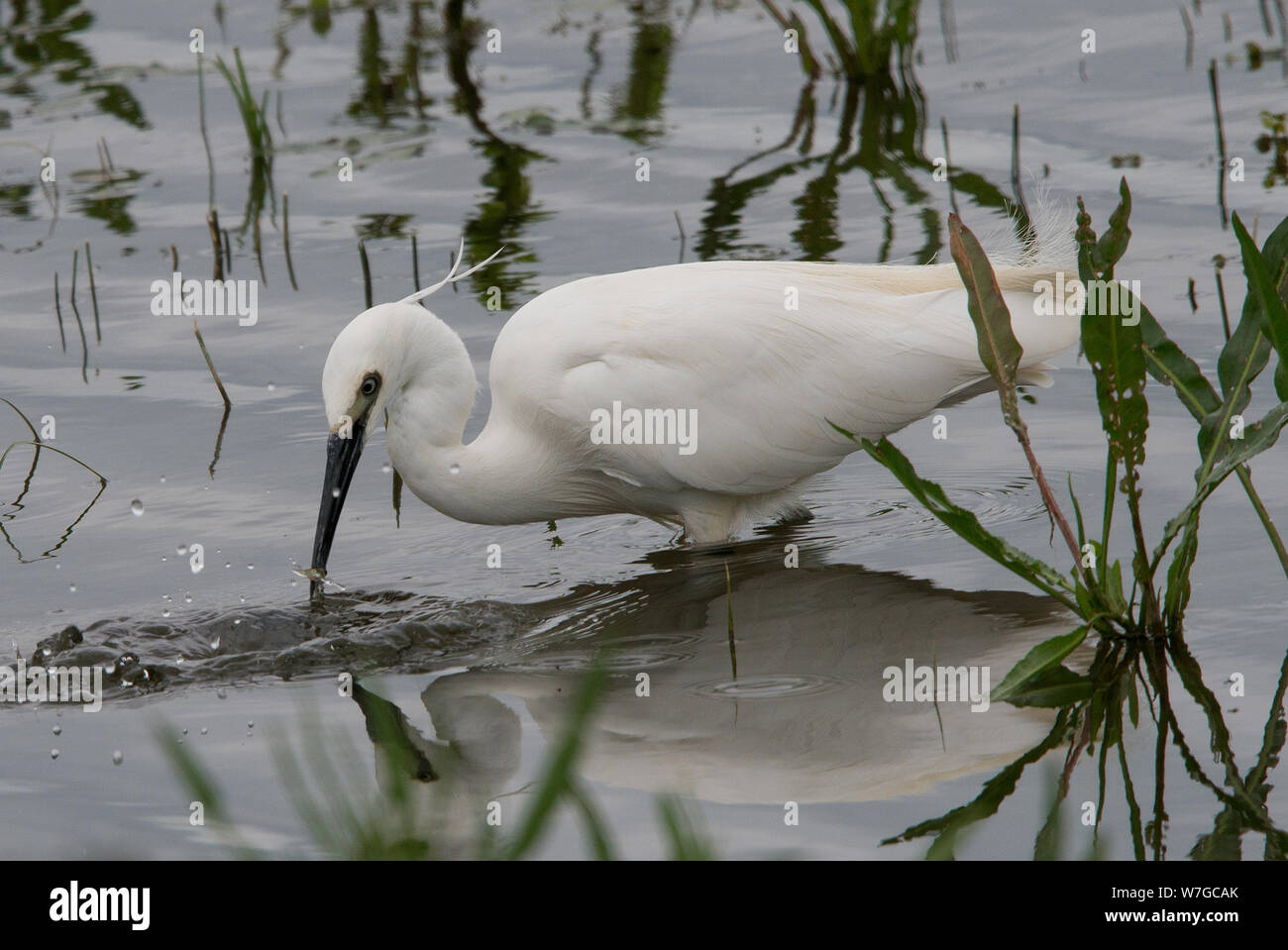 Close view of Little Egret having just caught a fish and water disturbed Stock Photo