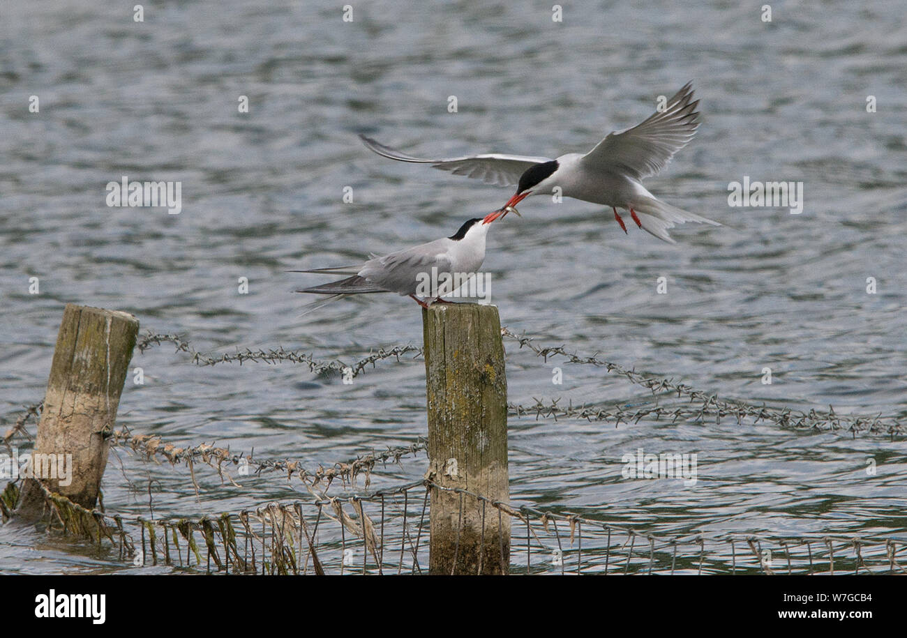 Common Tern in flight about to pass over food to it's chick which is perched on wooden pole looped in barbed wire at waters edge Stock Photo