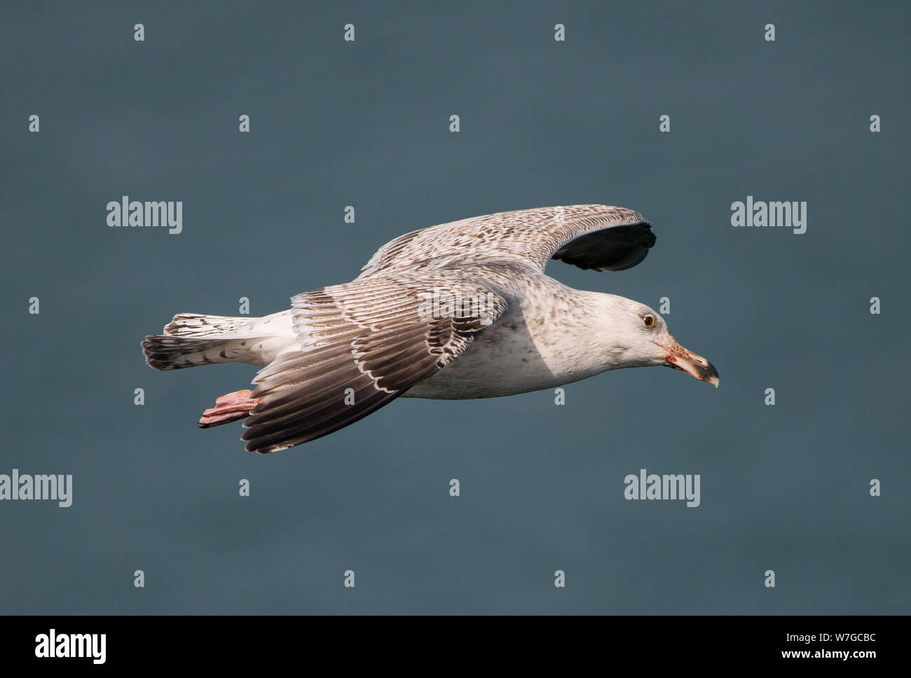 Close profile view of a probable Juvenile Great Black Backed Gull in flight and with wings outstretched against the pale blue background of the sea Stock Photo