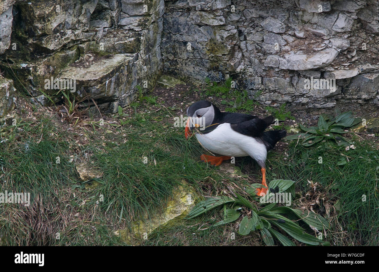 Puffin on cliff ledge with features and colourful plumage in full view Stock Photo