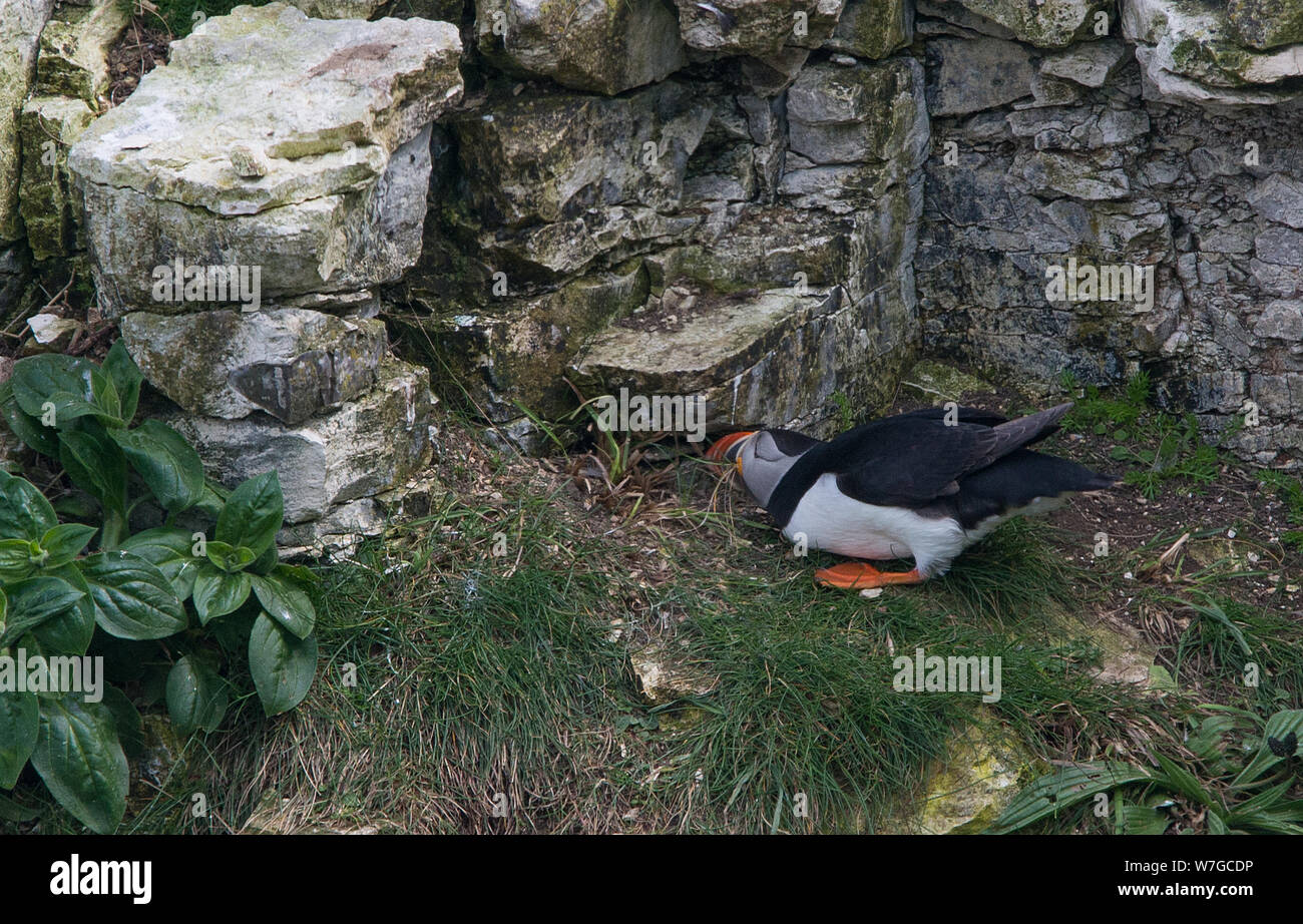 Puffin collecting nesting material on cliff ledge hunkered down and with distinctive plumage easily seen Stock Photo