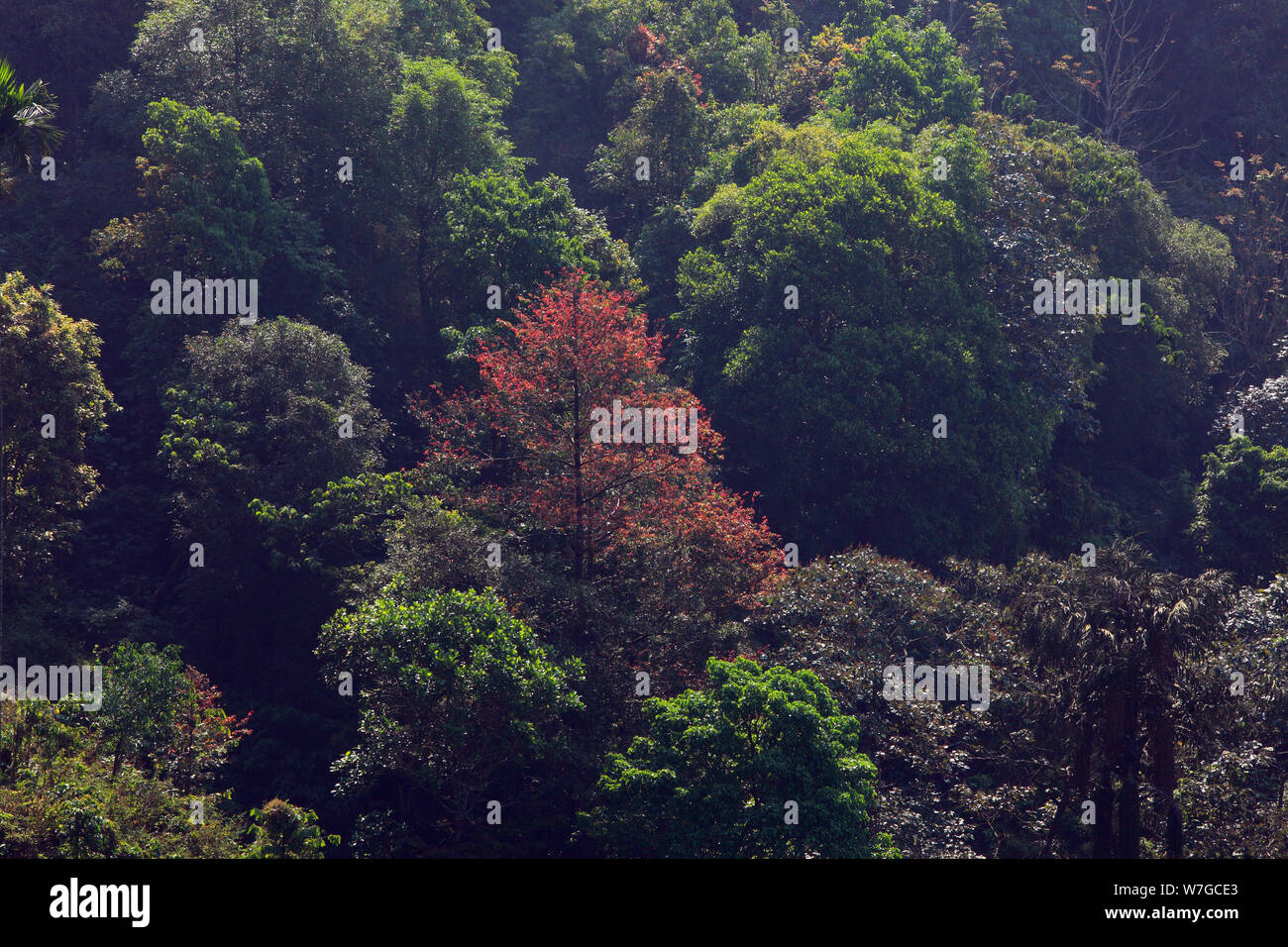 EVERGREEN FOREST CANOPY IN WAYANAD, KERALA, INDIA Stock Photo Alamy