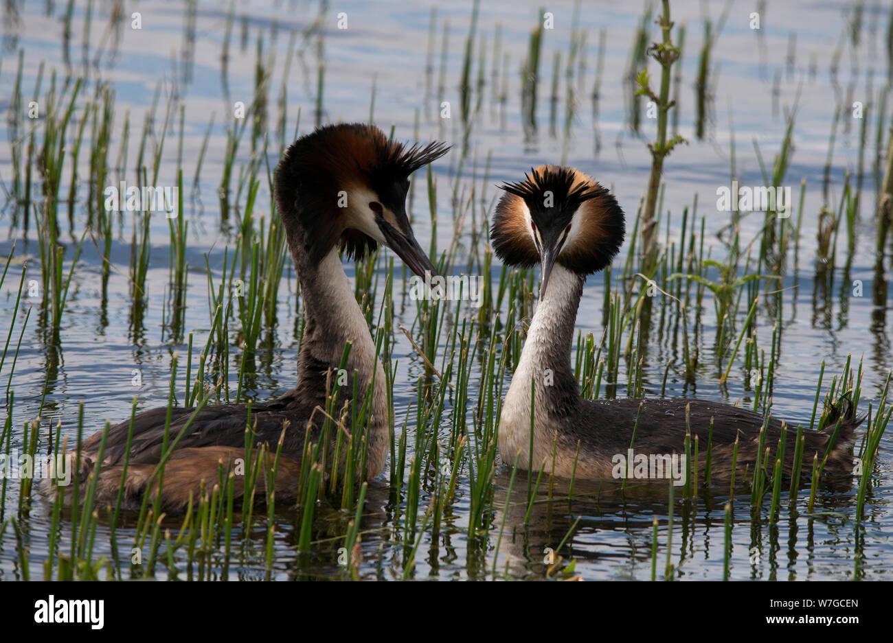 Pair of Great Crested Grebes facing each other and with ruffs on display Stock Photo