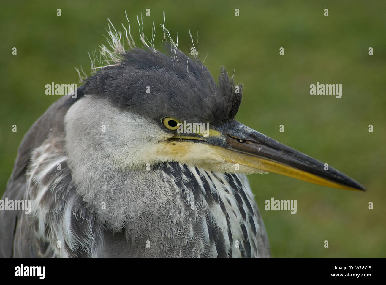 Close up and eye level view of the head of a juvenile Grey Heron Stock Photo