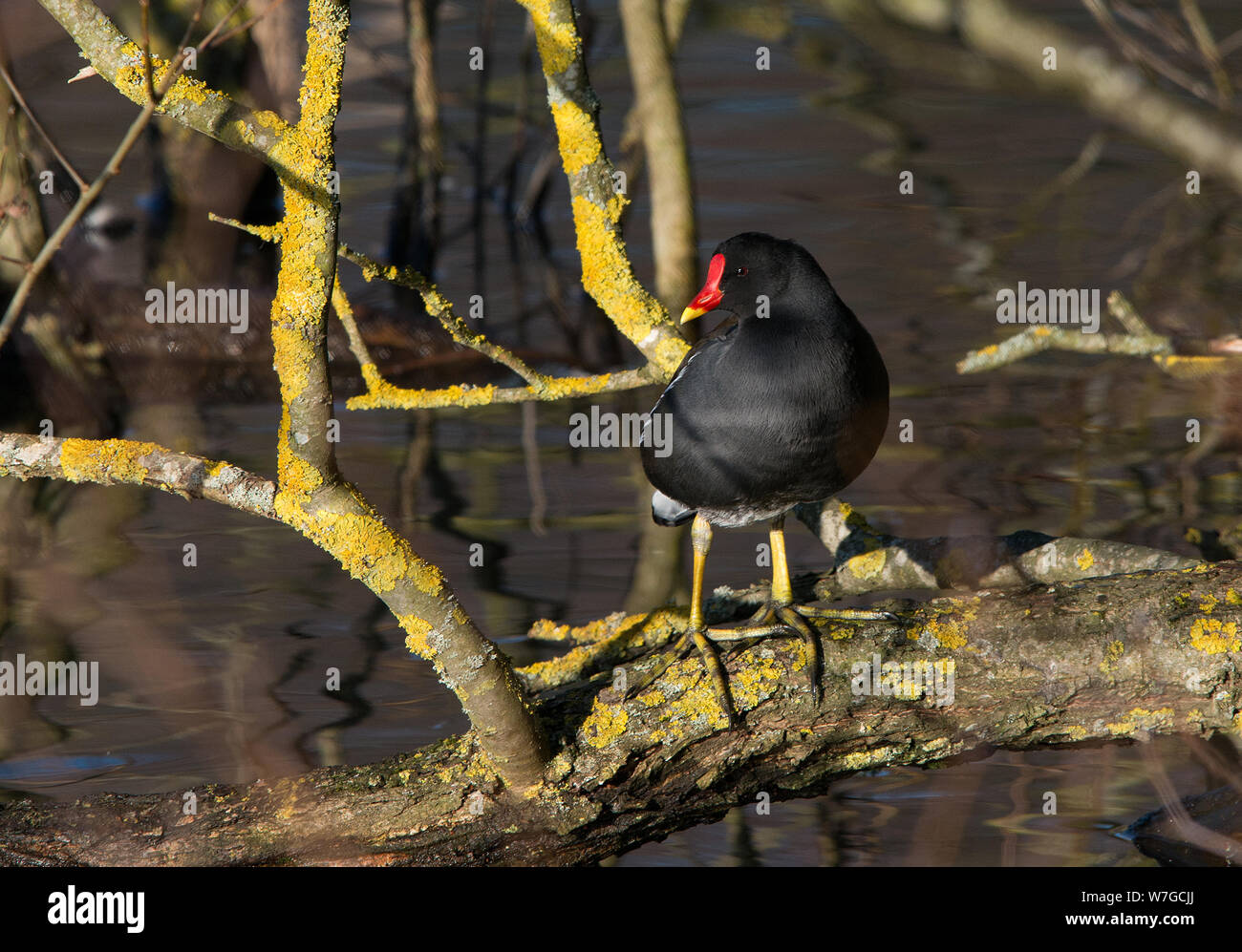 Close view of Moorhen on lichen covered branches at waters edge with sunlight highlighting both plumage and features Stock Photo
