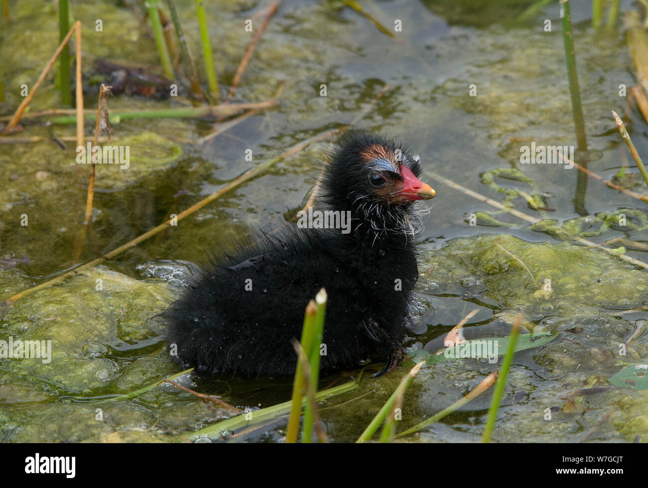 Moorhen chick in close up and at water margin clearly showing it's early plumage Stock Photo