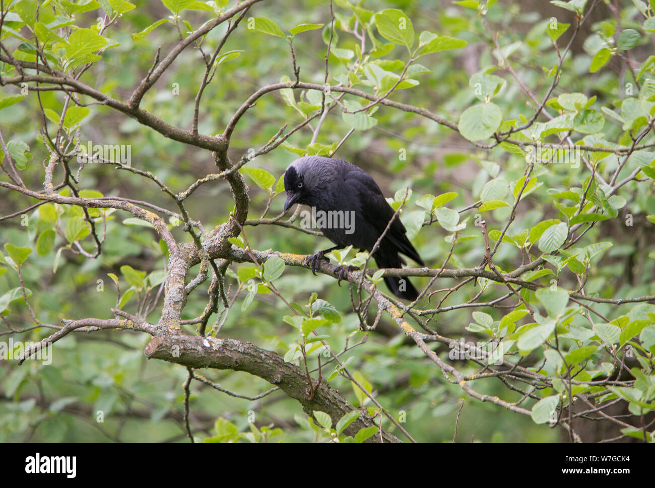Jackdaw perched among branches of tree looking menacing Stock Photo