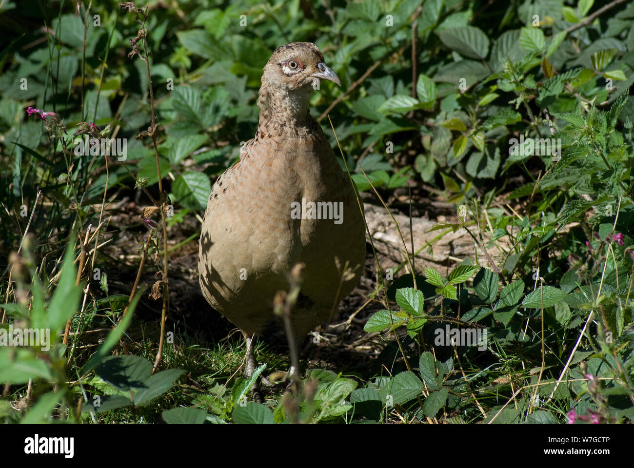 Alert female pheasant clearly seen among brambles and undergrowth while searching for food Stock Photo