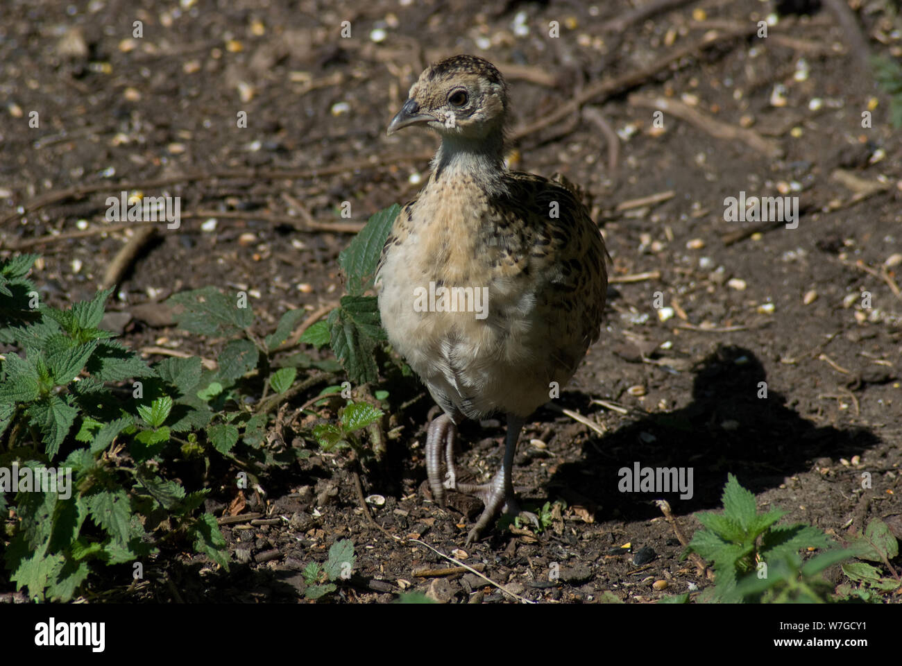 Pheasant chick in close up on the ground with one foot raised as it searches for food Stock Photo