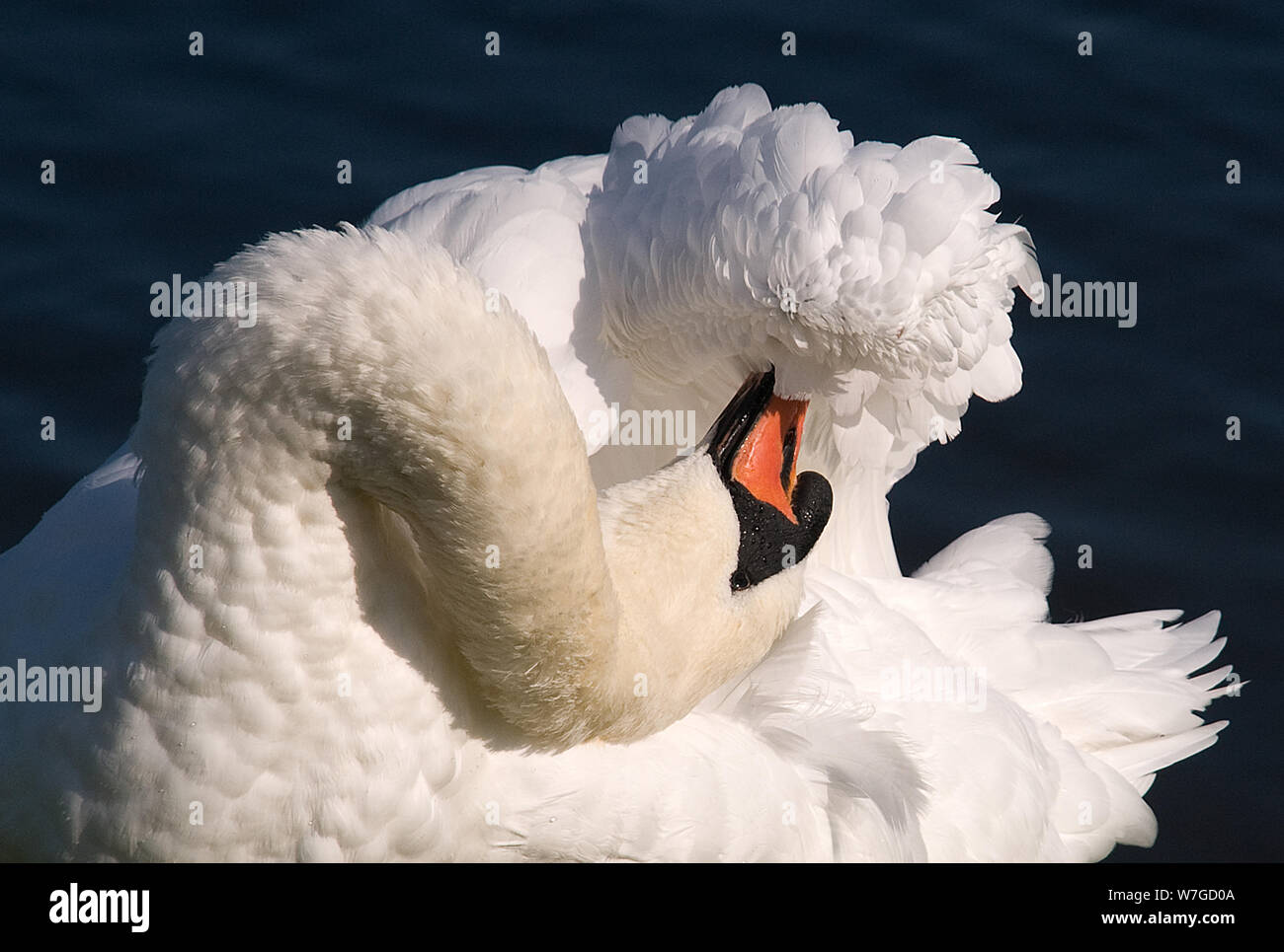 classic pose of Mute Swan preening its wings in full sun with it's neck twisted in familiar 's' shape Stock Photo