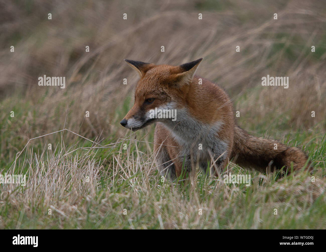 Red fox on hunting expedition with body standing alert and head turned with eyes focused on possible prey in undergrowth Stock Photo