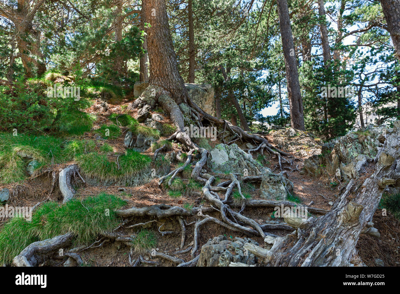 Beautiful tree roots in the Pyrenees Mountains, Spain Stock Photo