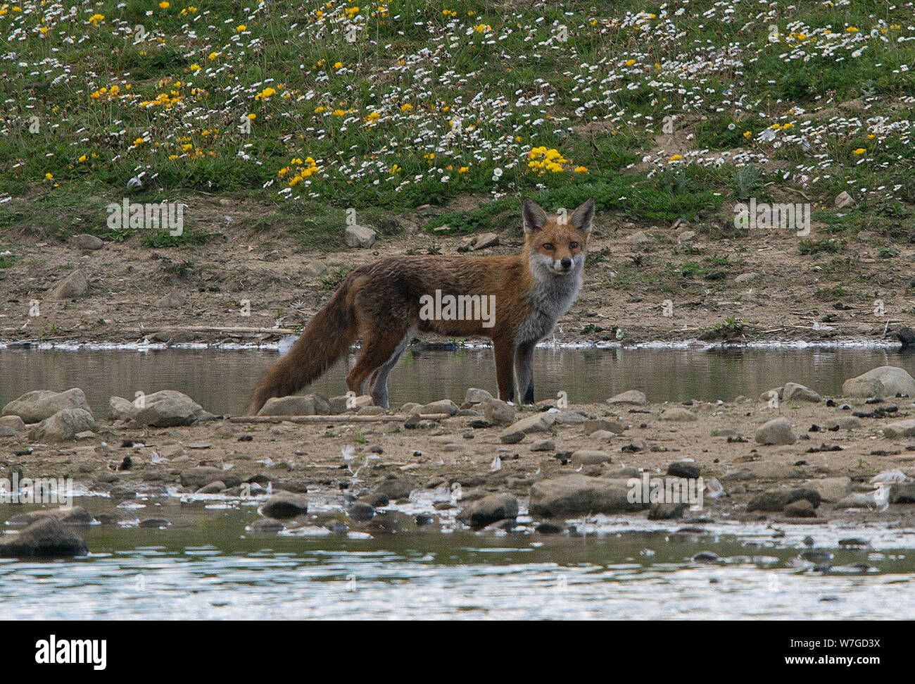 Fox out on hunting expedition near the waters edge of a large pond and looking directly towards the viewer Stock Photo